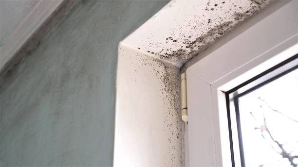 Professional Mold Removal in Sharon Hill, PA